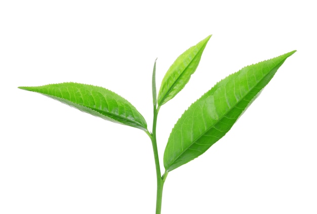 Green tea leaf isolated