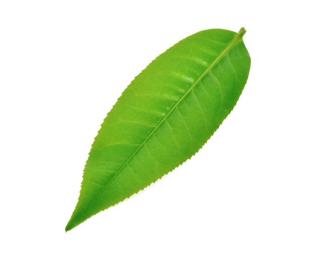 Green tea leaf isolated