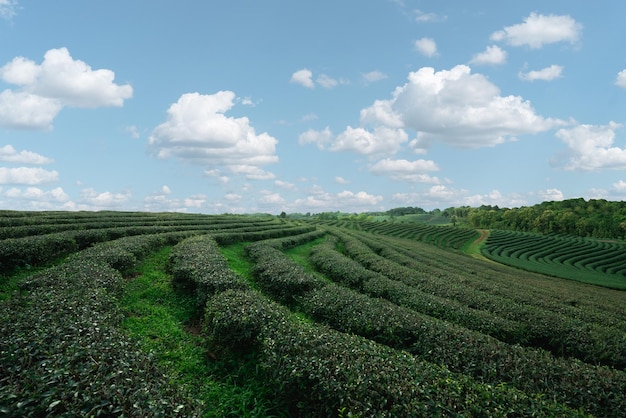 Green tea leaf plantation organic farm in morning blue sky Fresh green tea leaves Green tea plantations in morning sunrise Freshness organic tea garden for wallpaper background