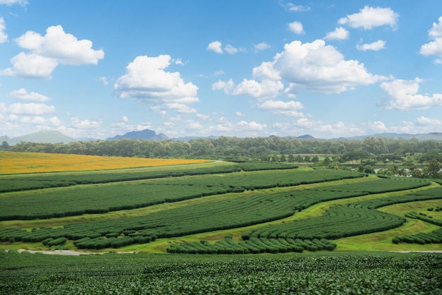 Green tea leaf plantation organic farm and mountain blue sky clouds in morning Fresh green tea leaves Green tea plantations in morning sunrise Freshness organic tea garden for wallpaper background