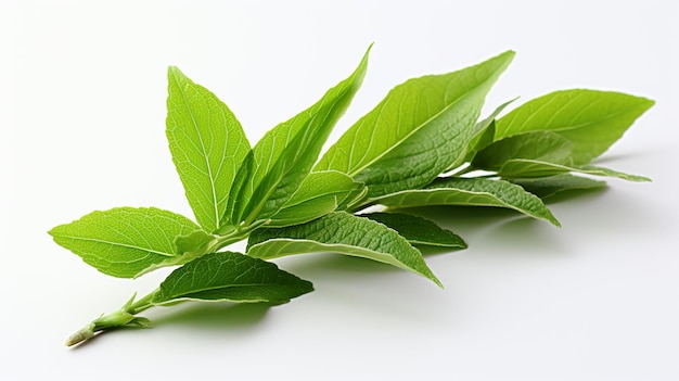 Green Tea Leaf on White Background Food Photography