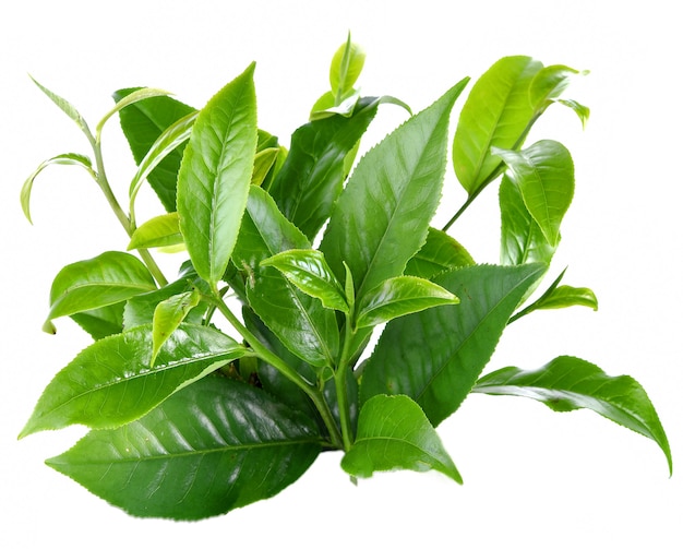 Green tea leaf  on white background