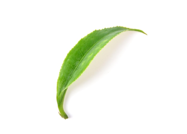 Green tea leaf on a white surface