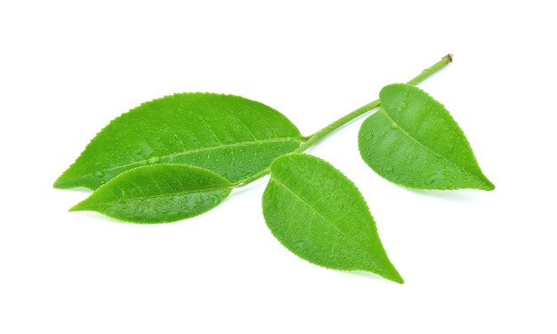 Green tea leaf with drops of water isolated on white background