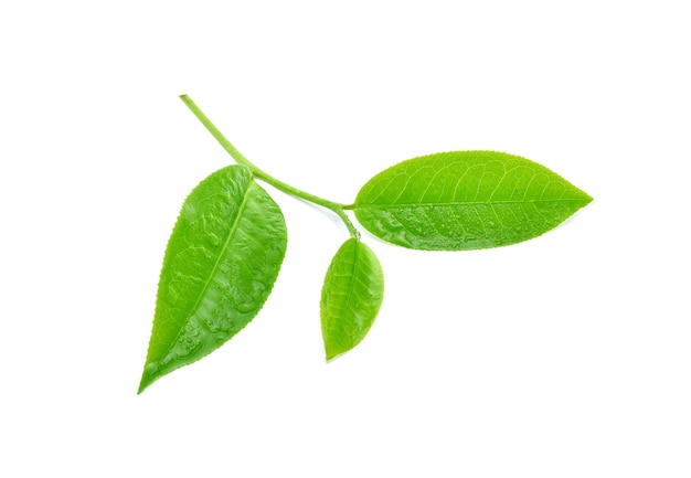 Green tea leaf with drops of water on white background