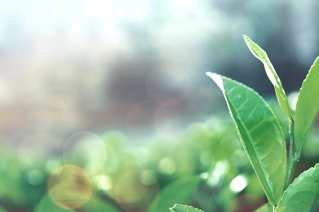 Green tea leaves in a field