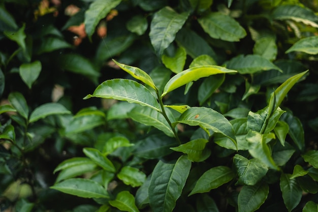 green tea leaves in the garden evening natural light