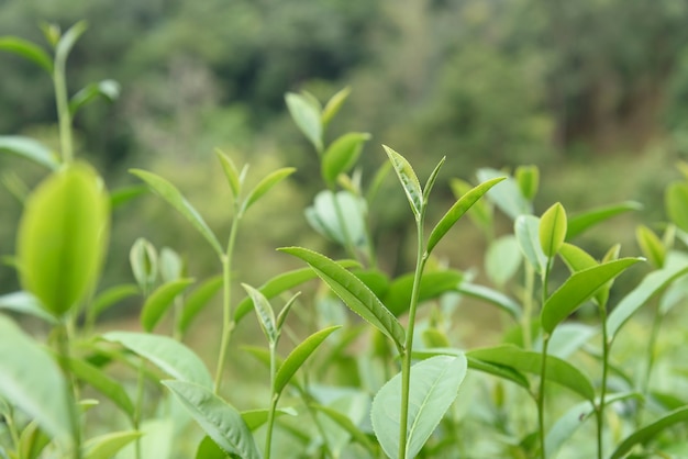 Green tea leaves in a tea plantation.