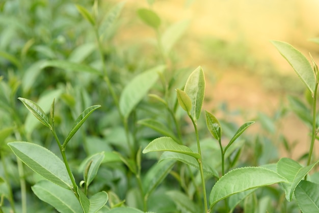 Green tea leaves in a tea plantation.