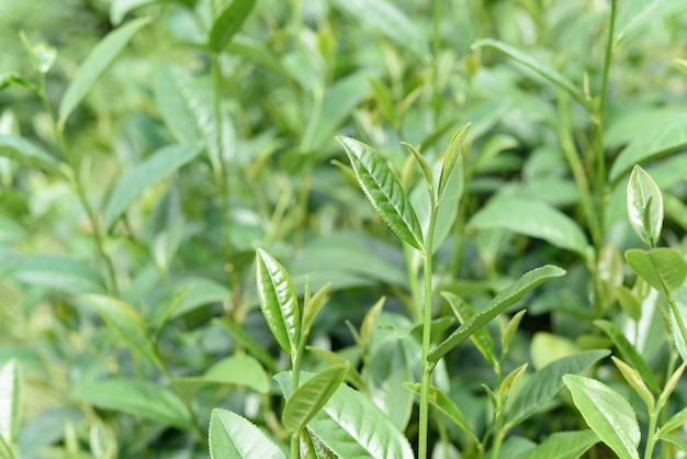 Green tea leaves in a tea plantation.