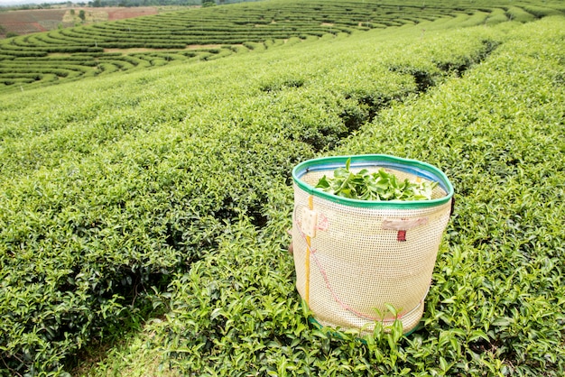 Green tea plantation landscape in Thailand