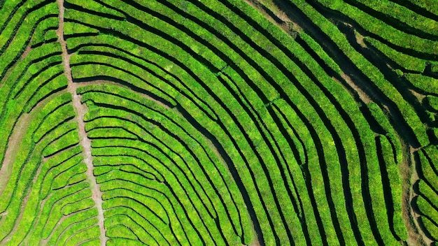 Green tea plantation rows aerial view stunning geometric pattern drone shot