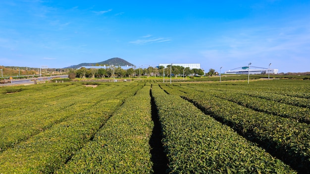 green tea plantation in south korea