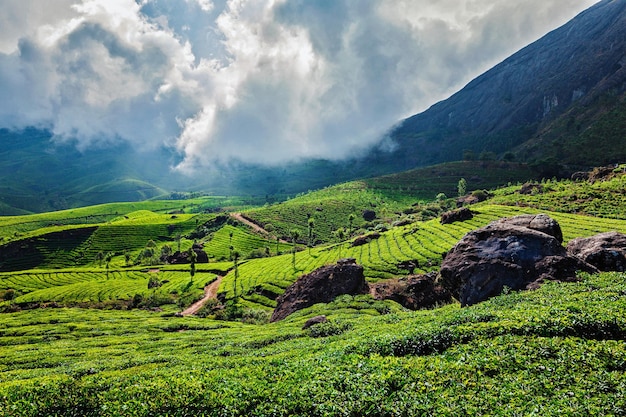 Green tea plantations in Munnar, Kerala, India