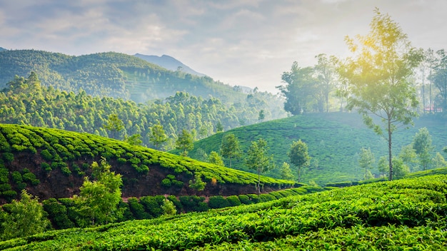 Green tea plantations in Munnar, Kerala, India