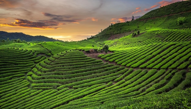 green tea plantations in sunset