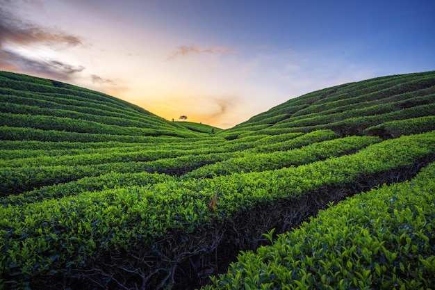 green tea plantations in sunset