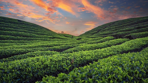 green tea plantations in sunset