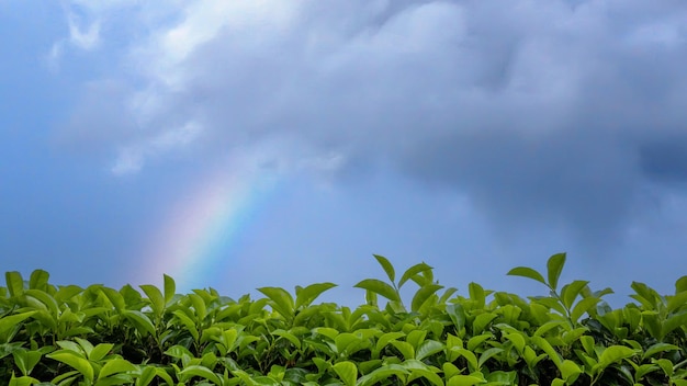 green tea plantations with rainbow in the sky