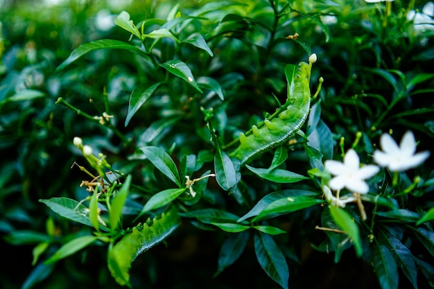 Green tea worms in the planting plot