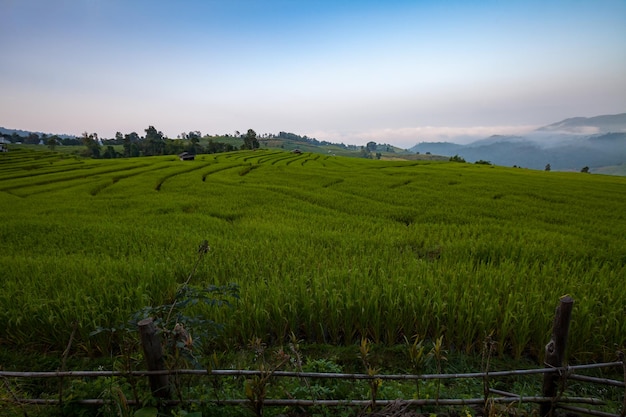 Green Terraced Rice Field at Ban Pa Bong Peay in Chiangmai Thailand