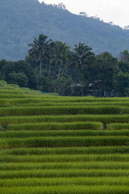 Green Terraced Rice Field at Ban Pa Bong Peay in Chiangmai Thailand