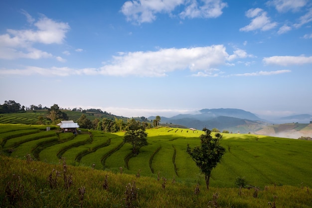 Green terraced rice field at Ban Pa Bong Peay in Chiangmai Thailand