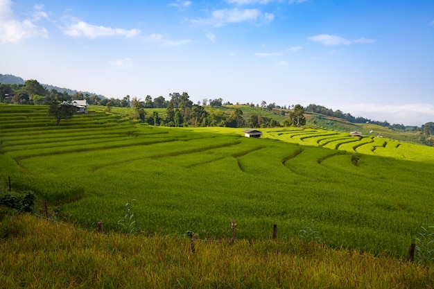 Green terraced rice field at Ban Pa Bong Peay in Chiangmai Thailand