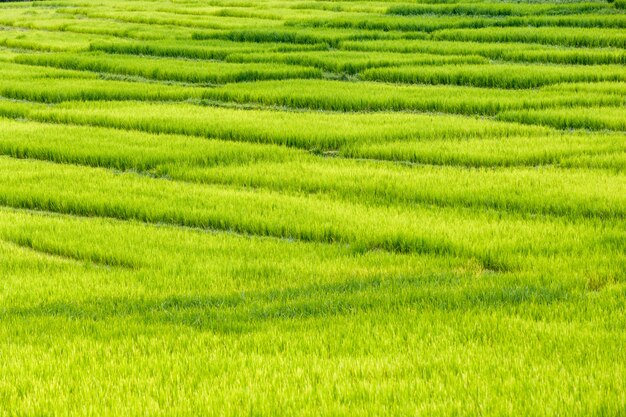 Green Terraced Rice Field in Mae Klang Luang , Mae Chaem, Chiang Mai, Thailand