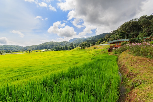 Green Terraced Rice Field in Mae Klang Luang , Mae Chaem, Chiang Mai, Thailand