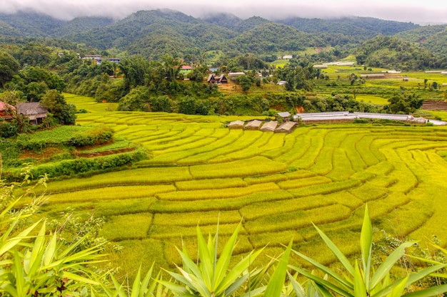 Green Terraced Rice Field in Mae La Noi, Maehongson Province, Thailand