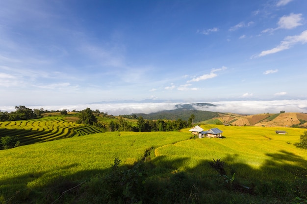 Green Terraced Rice Field in Pa Pong Pieng, Chiang Mai, Thailand