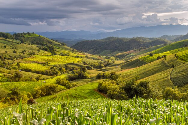 Green Terraced Rice Field in Pa Pong Pieng , Mae Chaem, Chiang Mai, Thailand