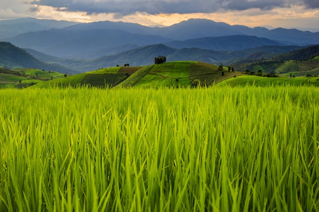 Green Terraced Rice Field in Pa Pong Pieng , Mae Chaem, Chiang Mai, Thailand