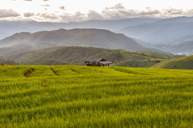 Green Terraced Rice Field in Pa Pong Pieng