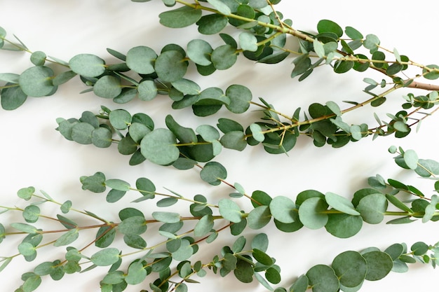 Green texture of eucalyptus branches