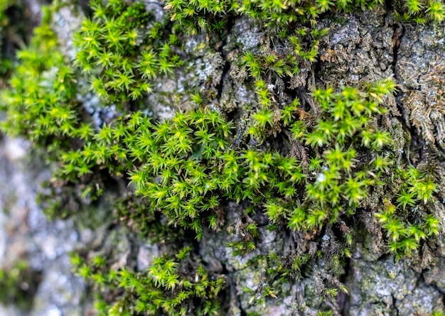 Green thick moss on a tree in the forest