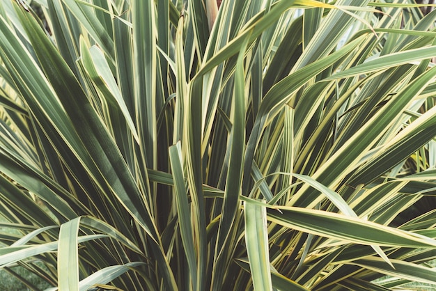 Green thin long leaves Plant with narrow leaf