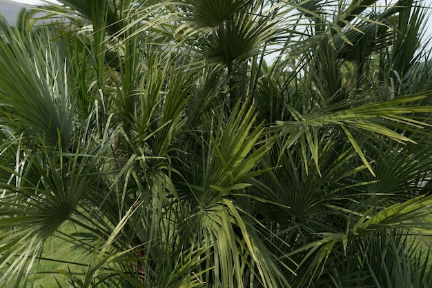 Green thin long leaves Plant with narrow leaf