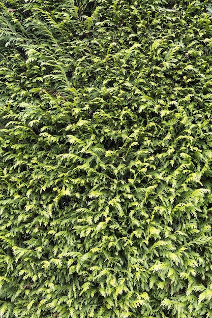 Green Thuja background texture