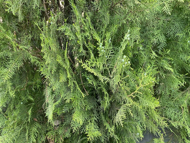 Green thuja branches with cones