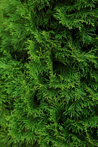 Green thuja close up photo Background wallpaper Thuja hedgerow texture Thuja leaves