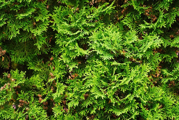 Green thuja close up photo Background wallpaper Thuja hedgerow texture Thuja leaves