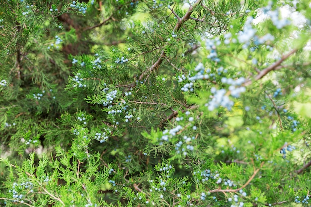 Green thuja or juniper tree branches wis berries background close up