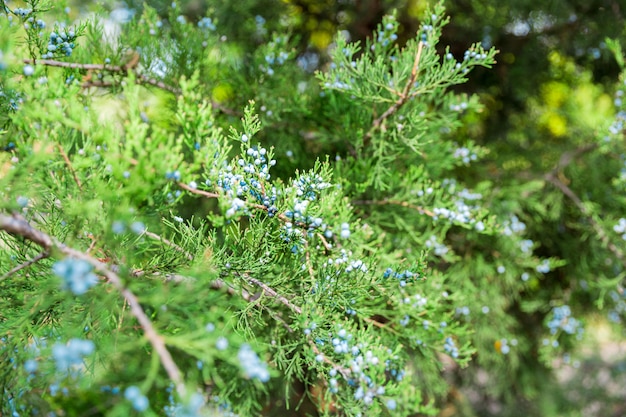 Green thuja or juniper tree branches wis berries background close up