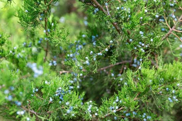 Green thuja or juniper tree branches wis berries close up