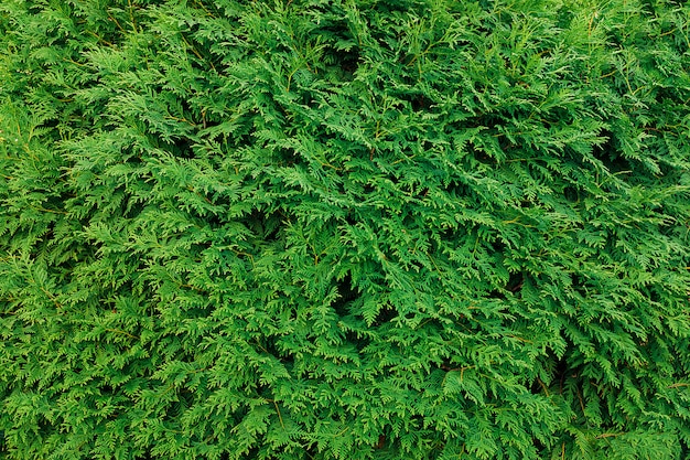 Green thuja leaves 