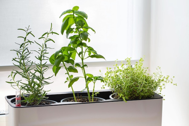 Green Thyme in a white cube pot. A potted thyme plant. Kitchen herb plants. Mixed Green fresh aromatic herbs - thyme, basil, rosemary in pots. Aromatic spices Growing at home.