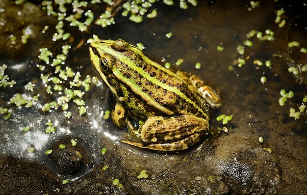 Green toad on nature background