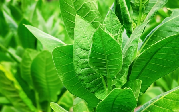 green tobacco grows in the garden at a tobacco farm tobacco production concept